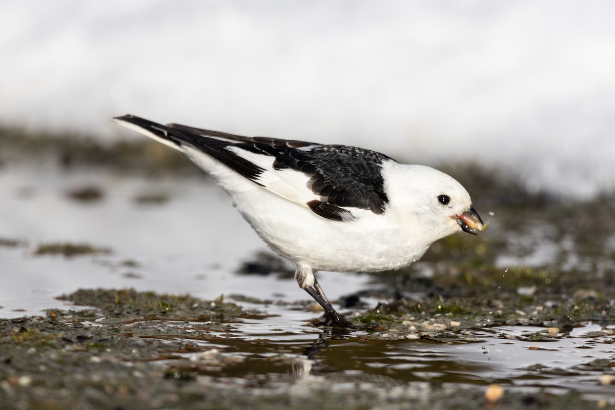 Snow Bunting - Sam Denenberg