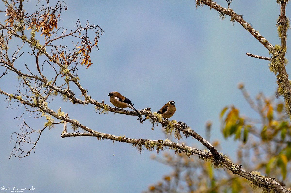 Brown Bullfinch - ML617634875