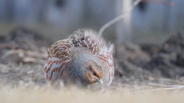 Gray Partridge - ML617634904