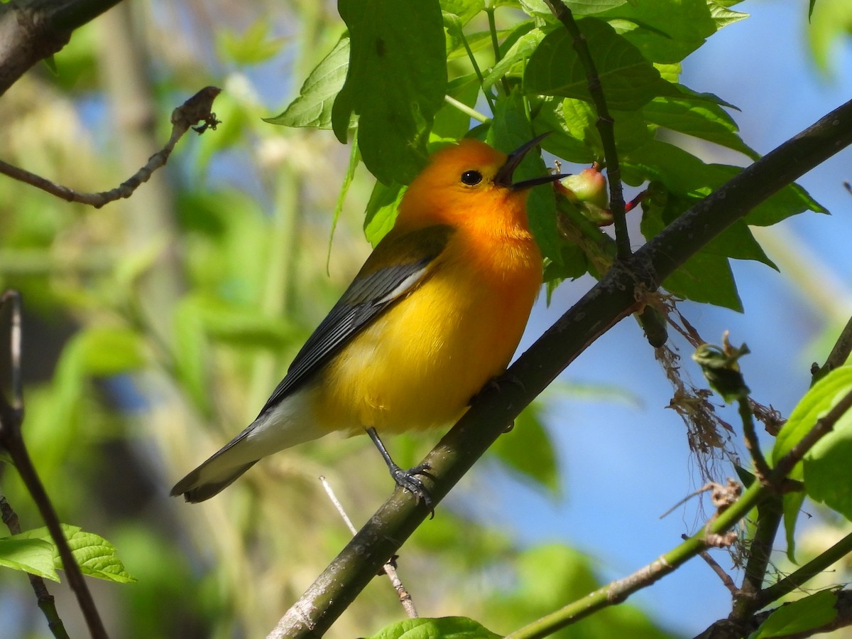 Prothonotary Warbler - ML617634920