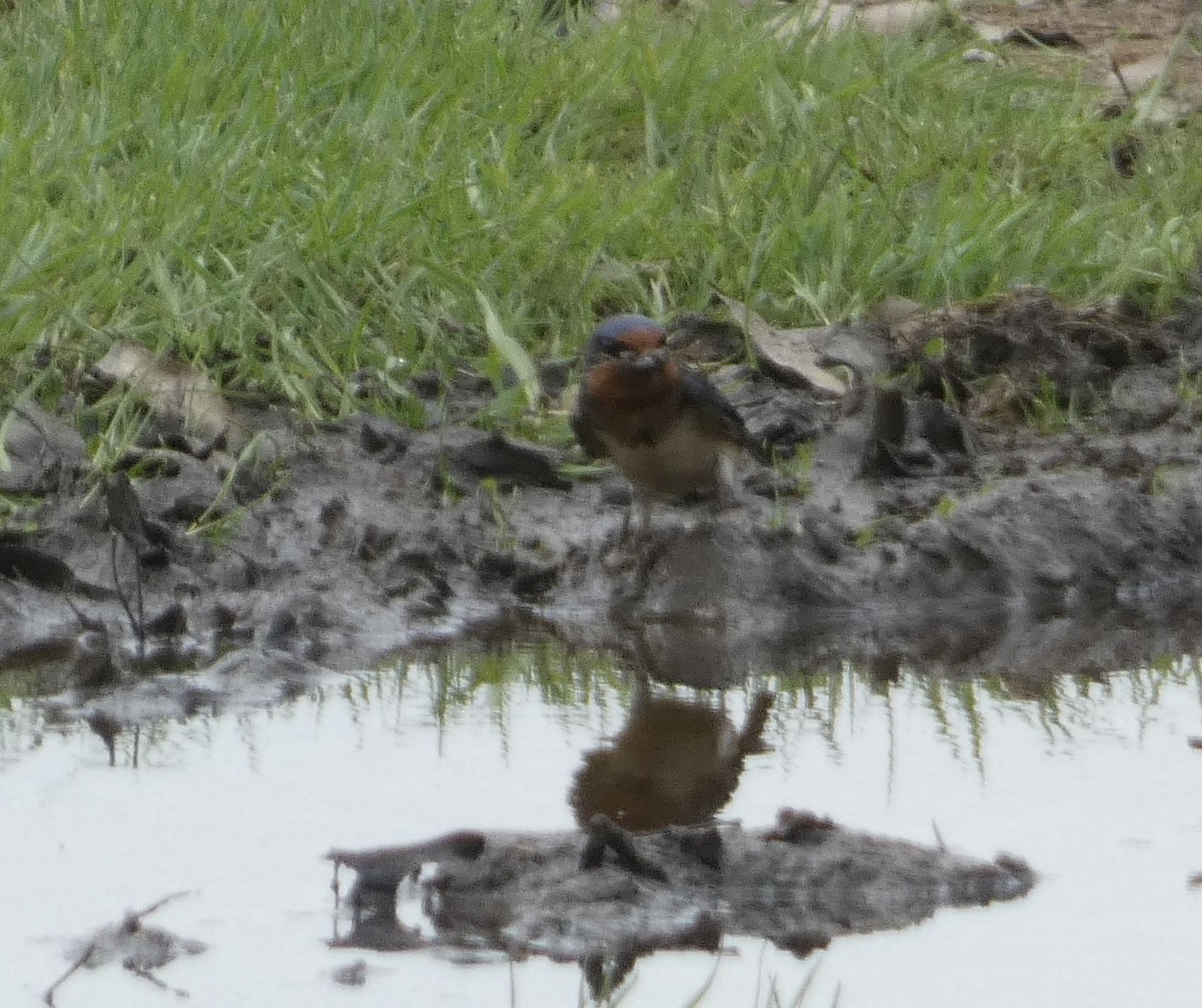 Barn Swallow - Abigail Hellman