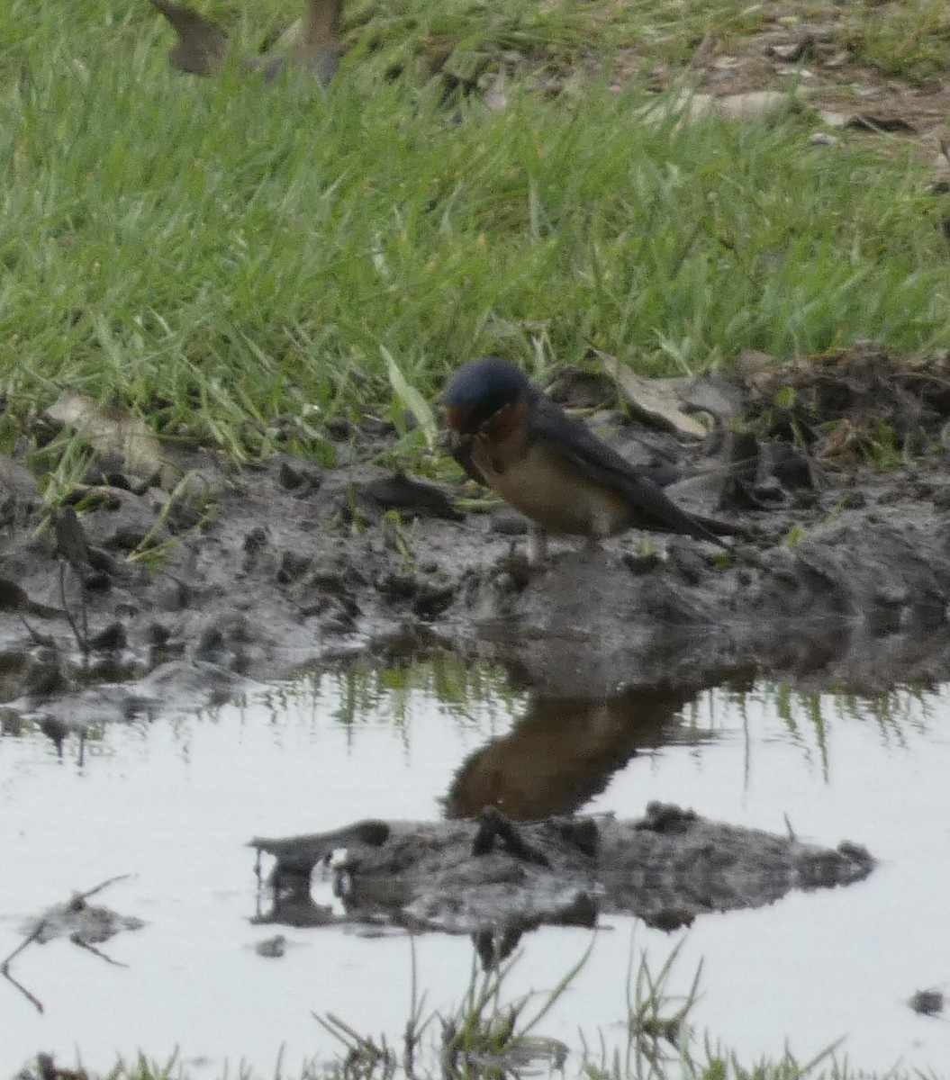 Barn Swallow - Abigail Hellman