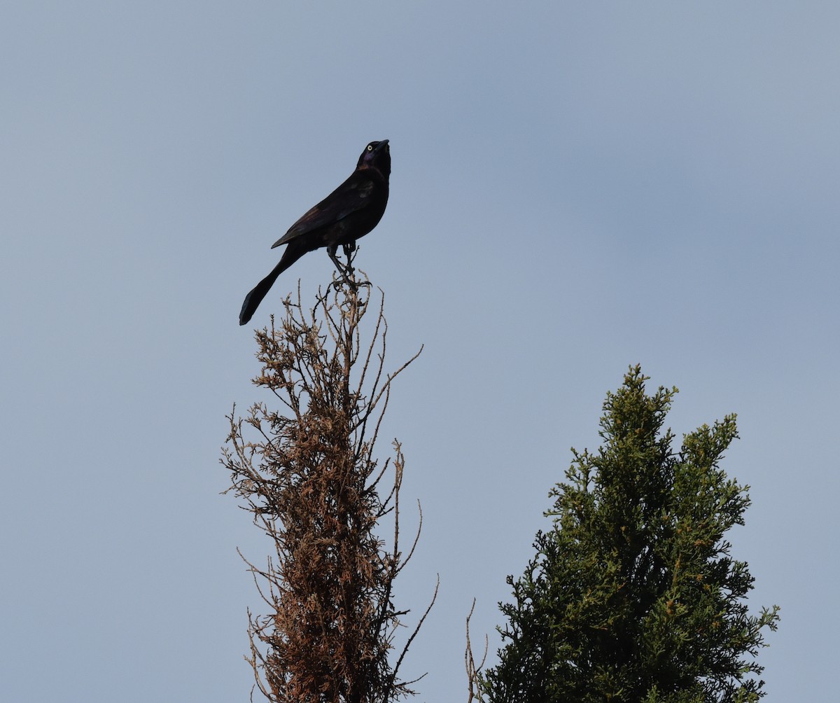 Common Grackle - ML617634937