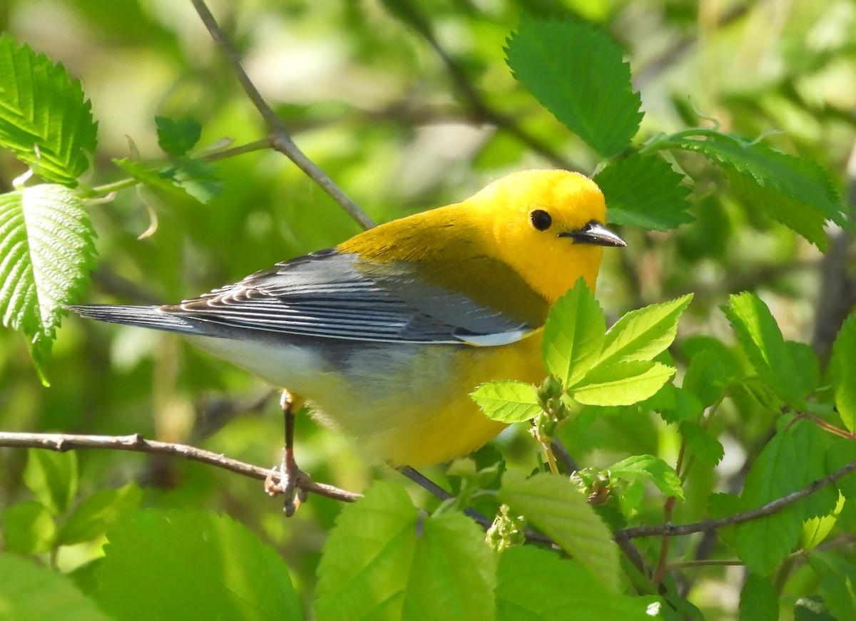 Prothonotary Warbler - ML617634962