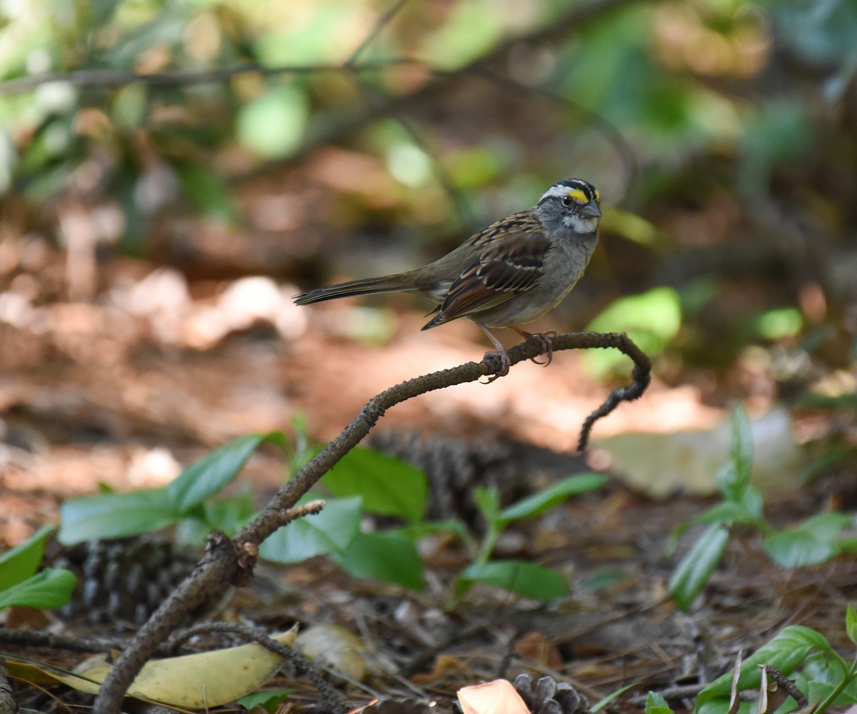 White-throated Sparrow - ML617634967