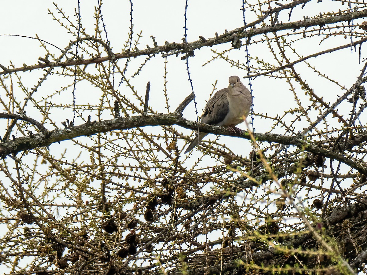 Mourning Dove - ML617634975