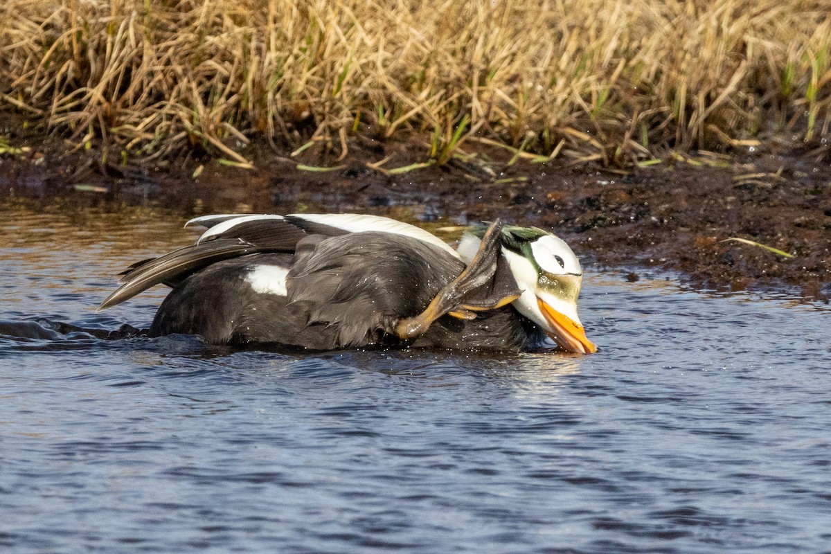 Spectacled Eider - ML617634994