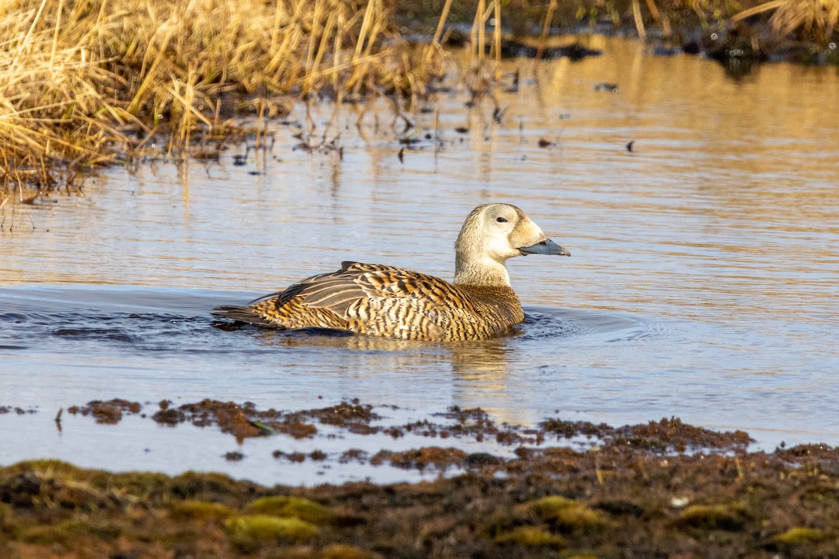 Spectacled Eider - ML617634998