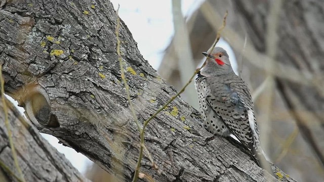 ハシボソキツツキ（luteus x cafer） - eBird