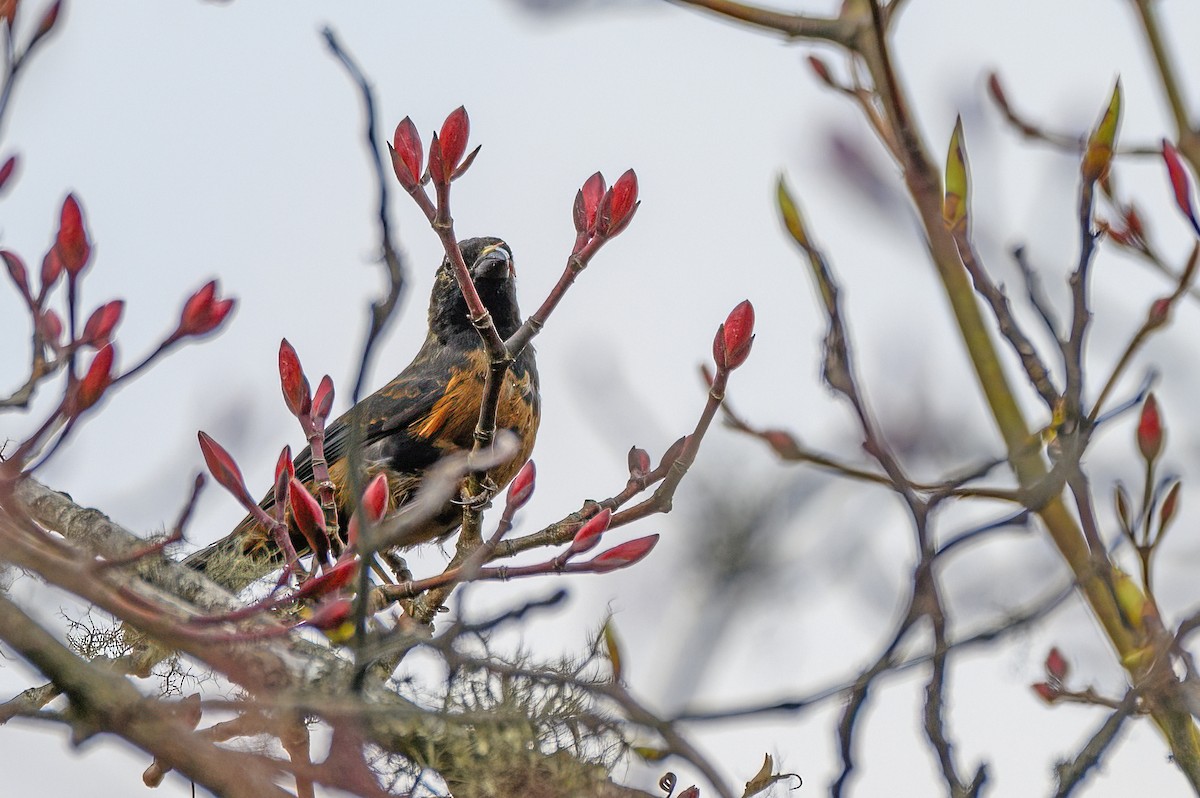 Gold-naped Finch - ML617635028