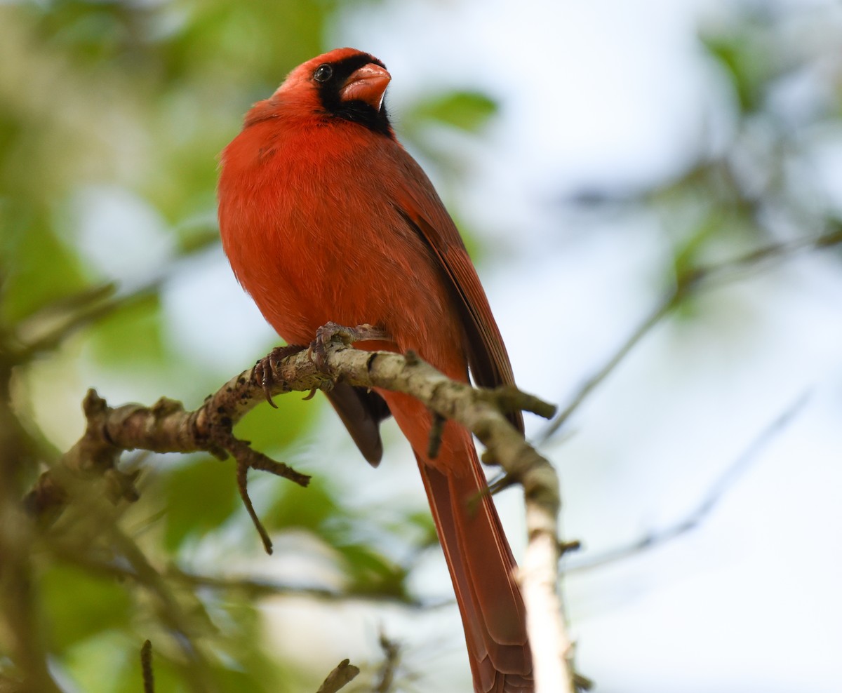 Cardinal rouge - ML617635049