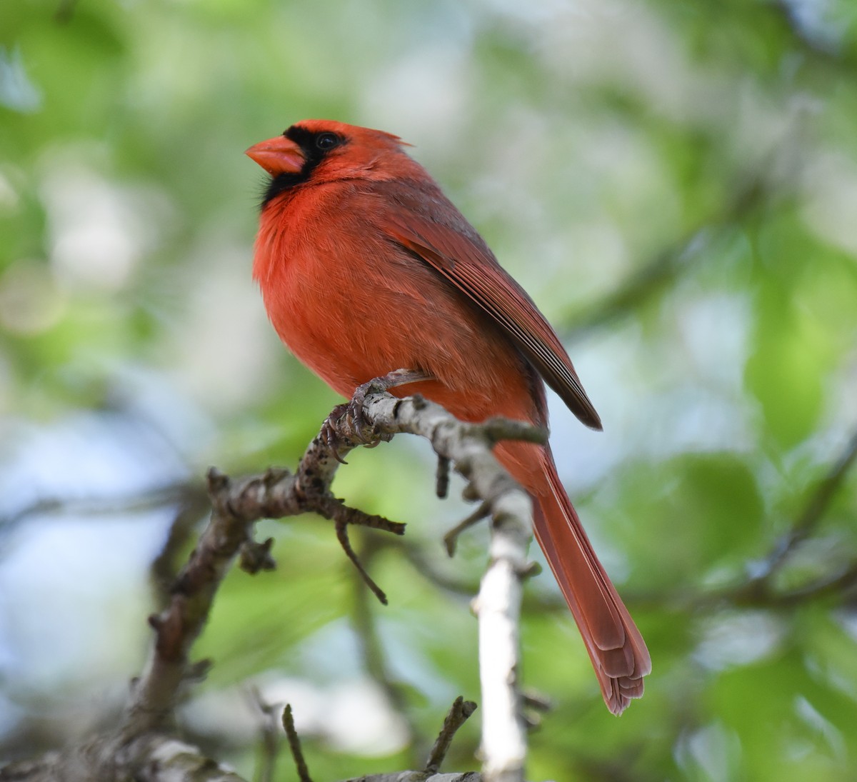 Cardinal rouge - ML617635054