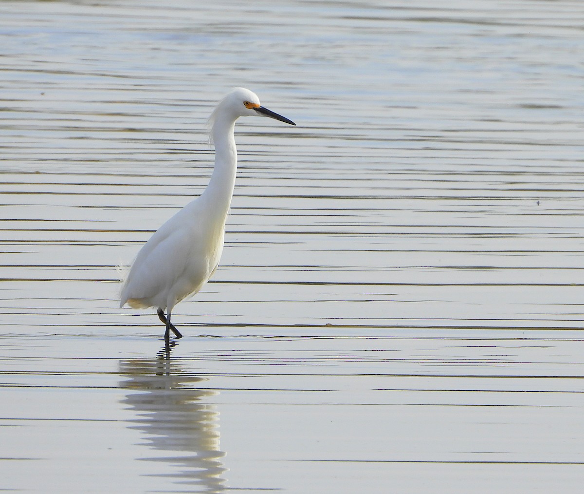 Snowy Egret - ML617635071