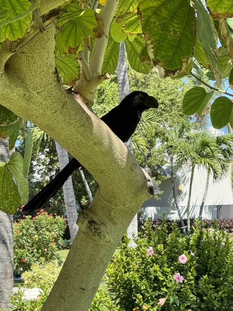 Smooth-billed Ani - John Peckham