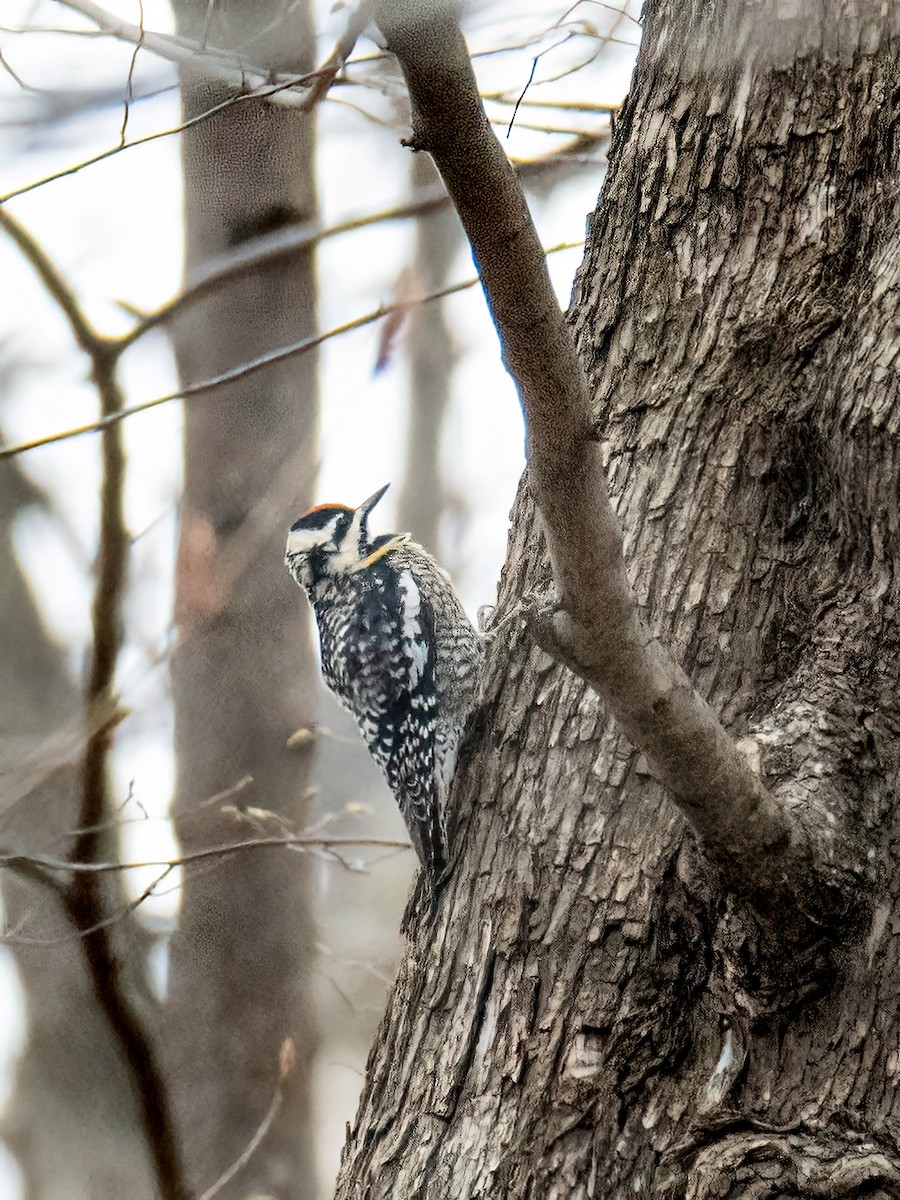 Yellow-bellied Sapsucker - ML617635103