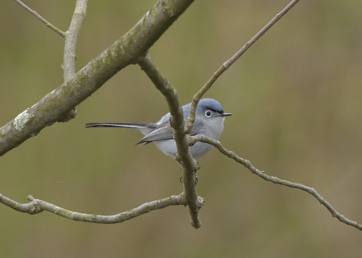 Blue-gray Gnatcatcher - ML617635115