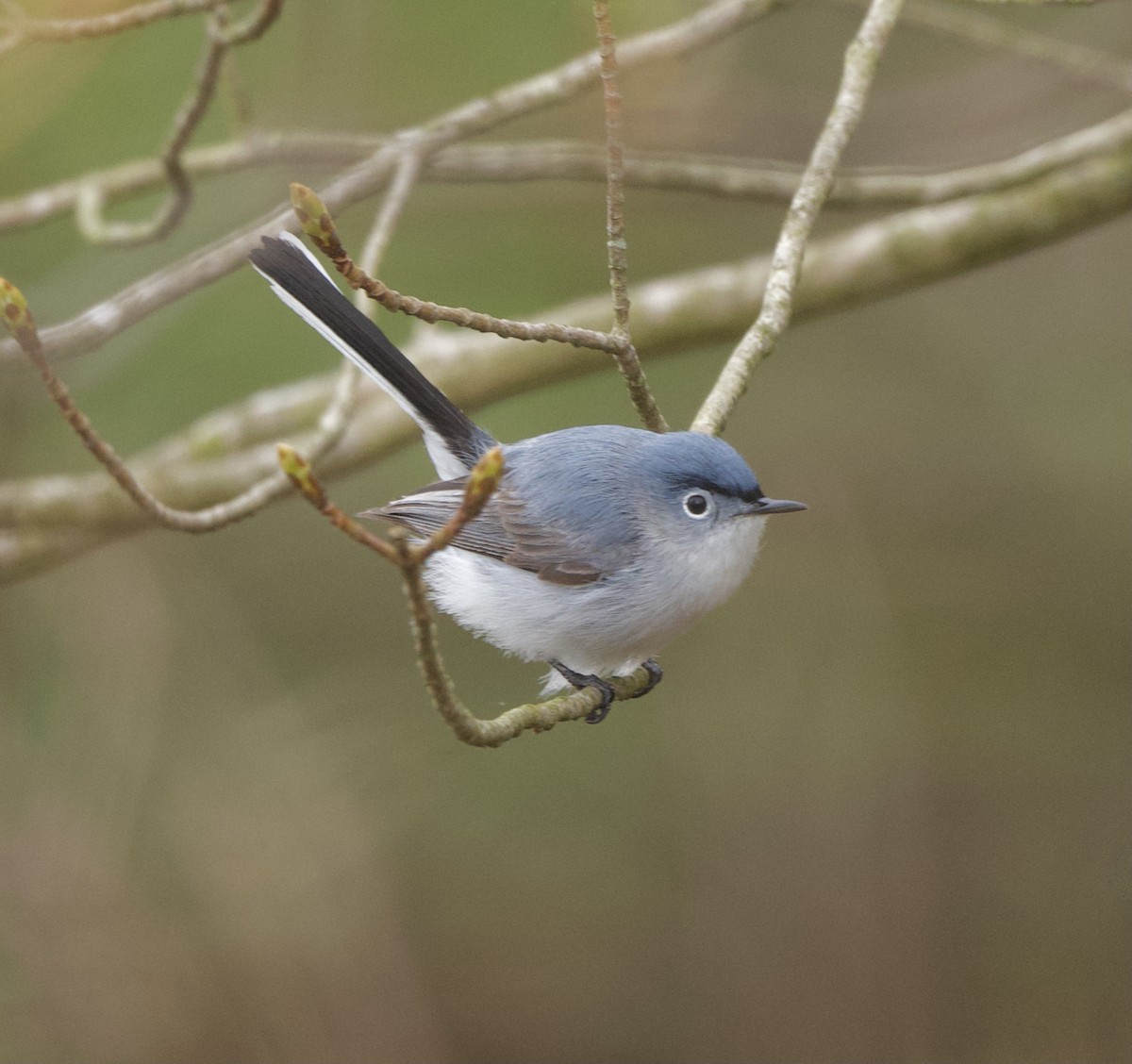 Blue-gray Gnatcatcher - Linda Ankerstjerne Olsen