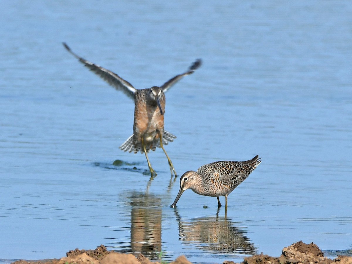 Long-billed Dowitcher - ML617635121