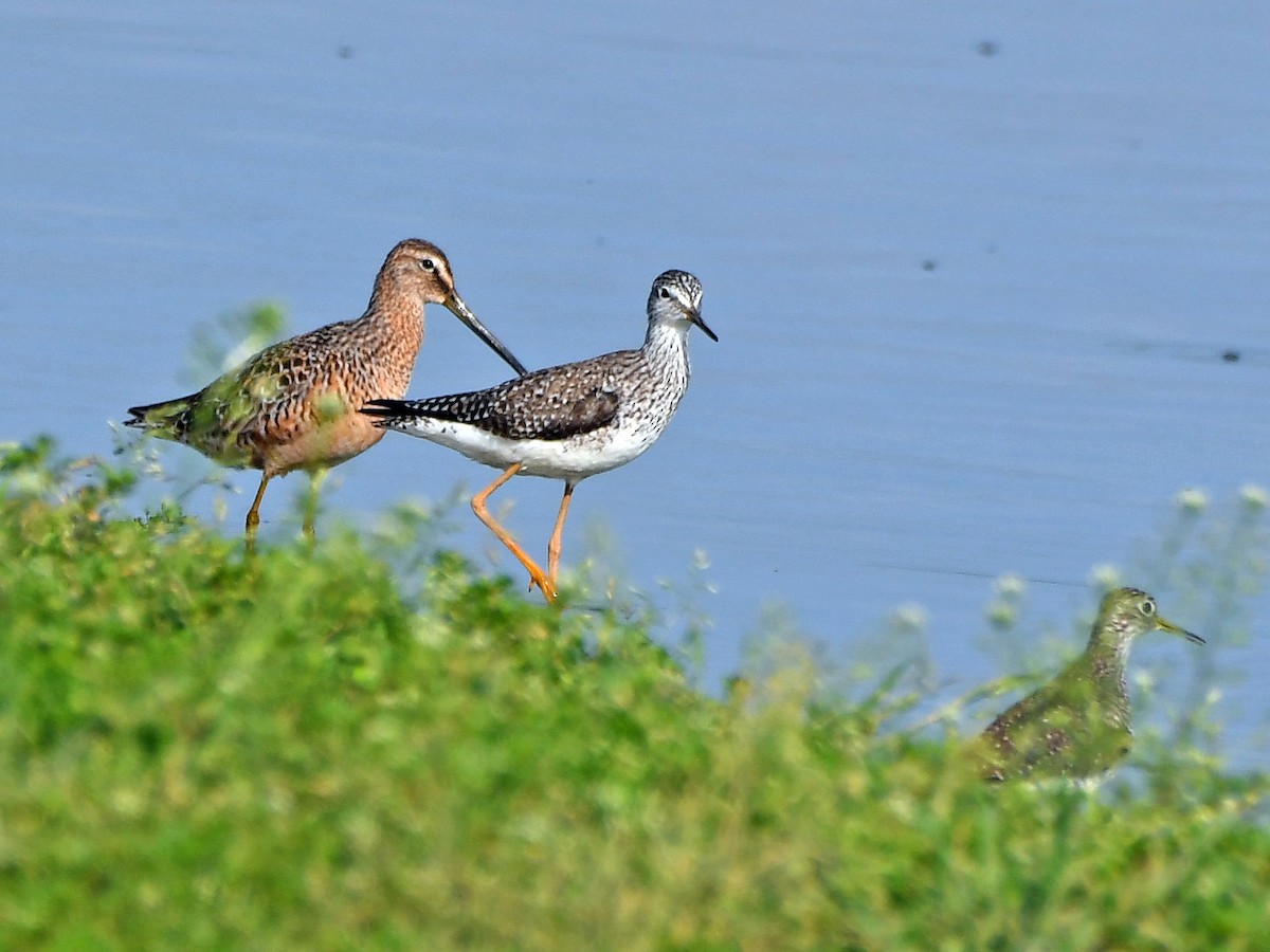 Long-billed Dowitcher - ML617635122