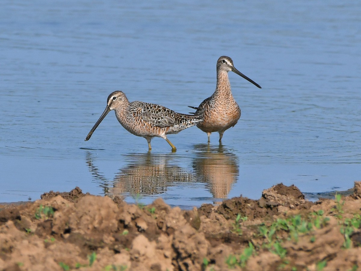 Long-billed Dowitcher - ML617635123