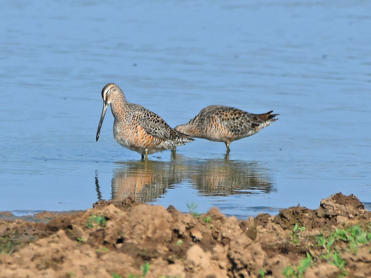 Long-billed Dowitcher - ML617635124
