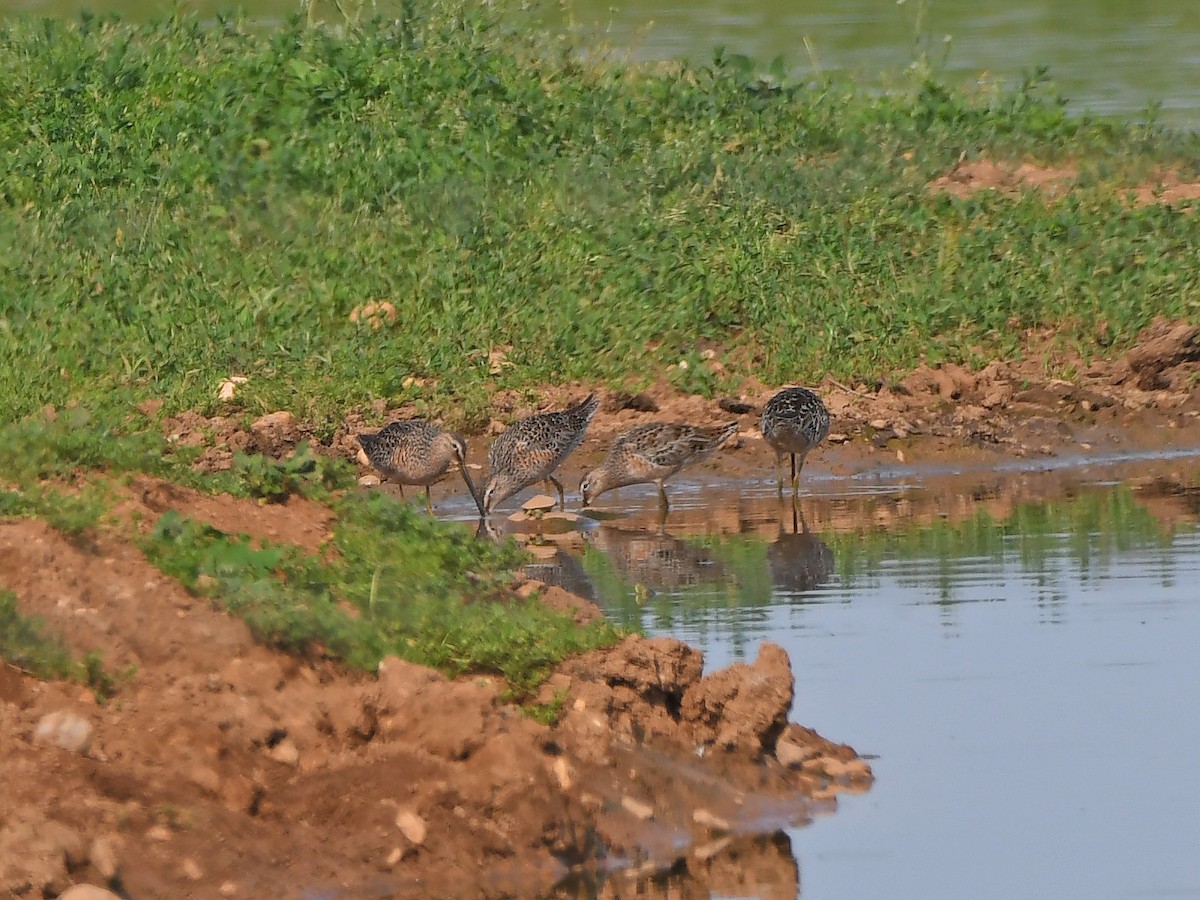 Long-billed Dowitcher - ML617635125