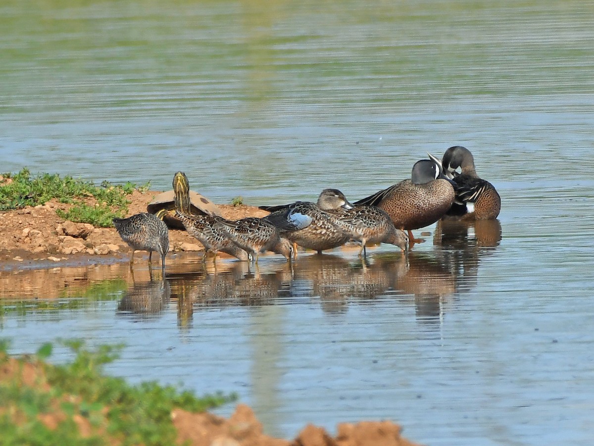 Long-billed Dowitcher - ML617635126