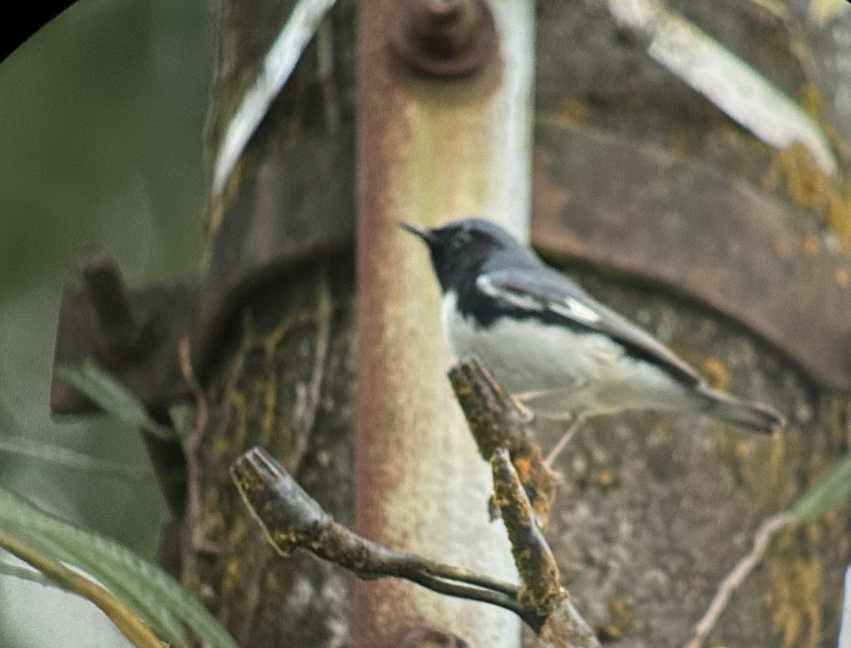 Black-throated Blue Warbler - ML617635129