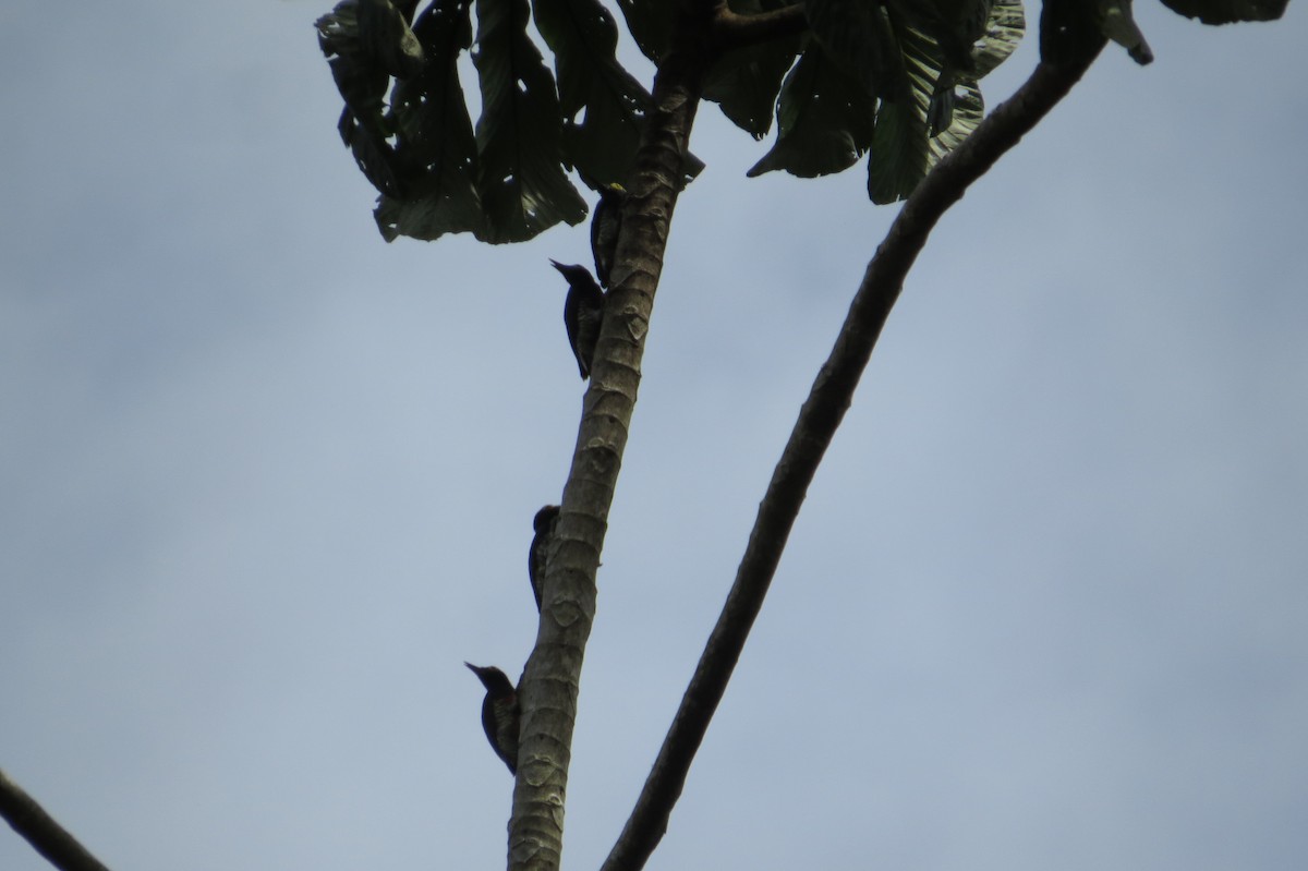 Yellow-tufted Woodpecker - Gary Prescott