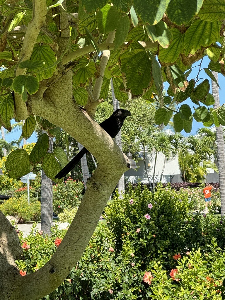 Smooth-billed Ani - John Peckham