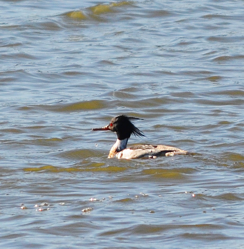 Red-breasted Merganser - ML617635143