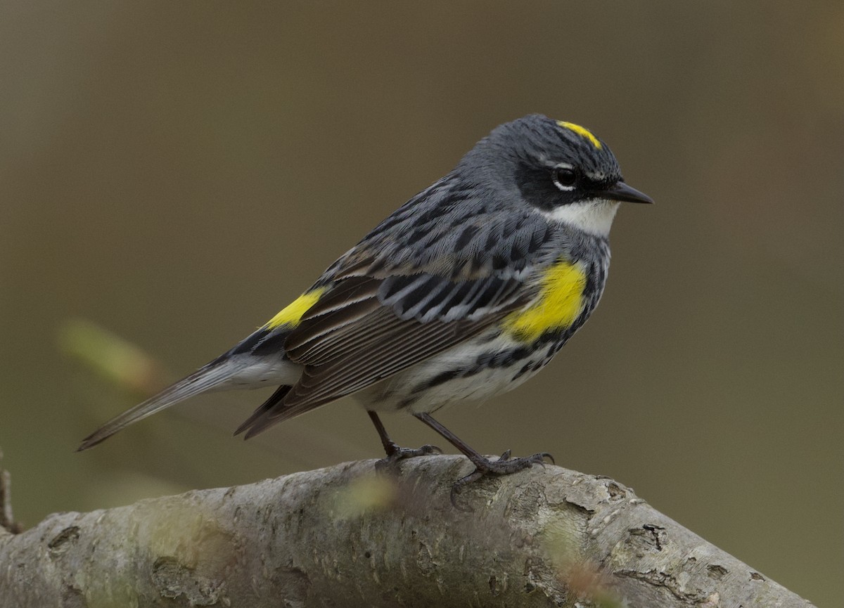 Yellow-rumped Warbler - ML617635178