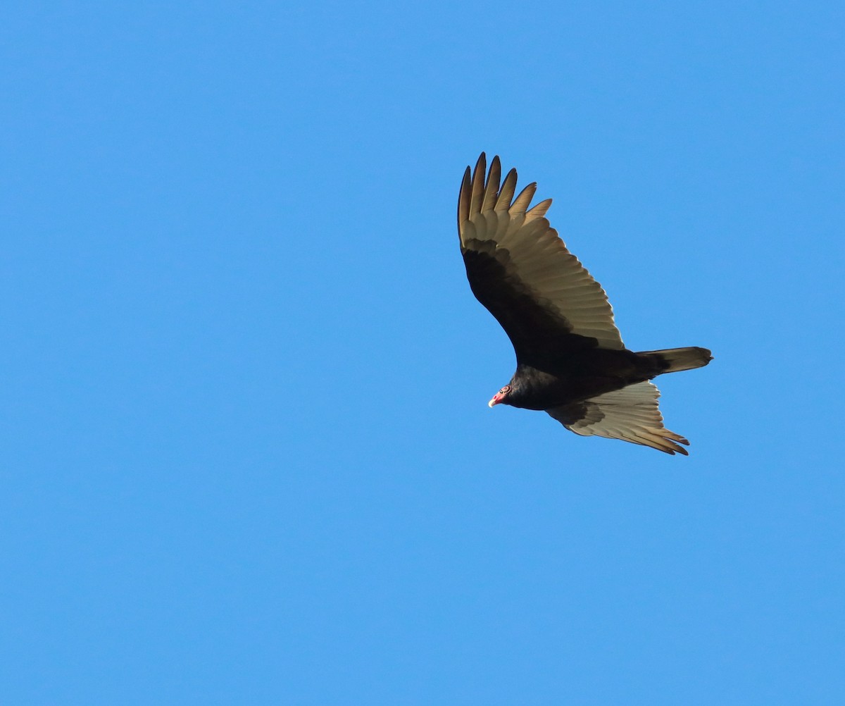 Turkey Vulture - ML617635213