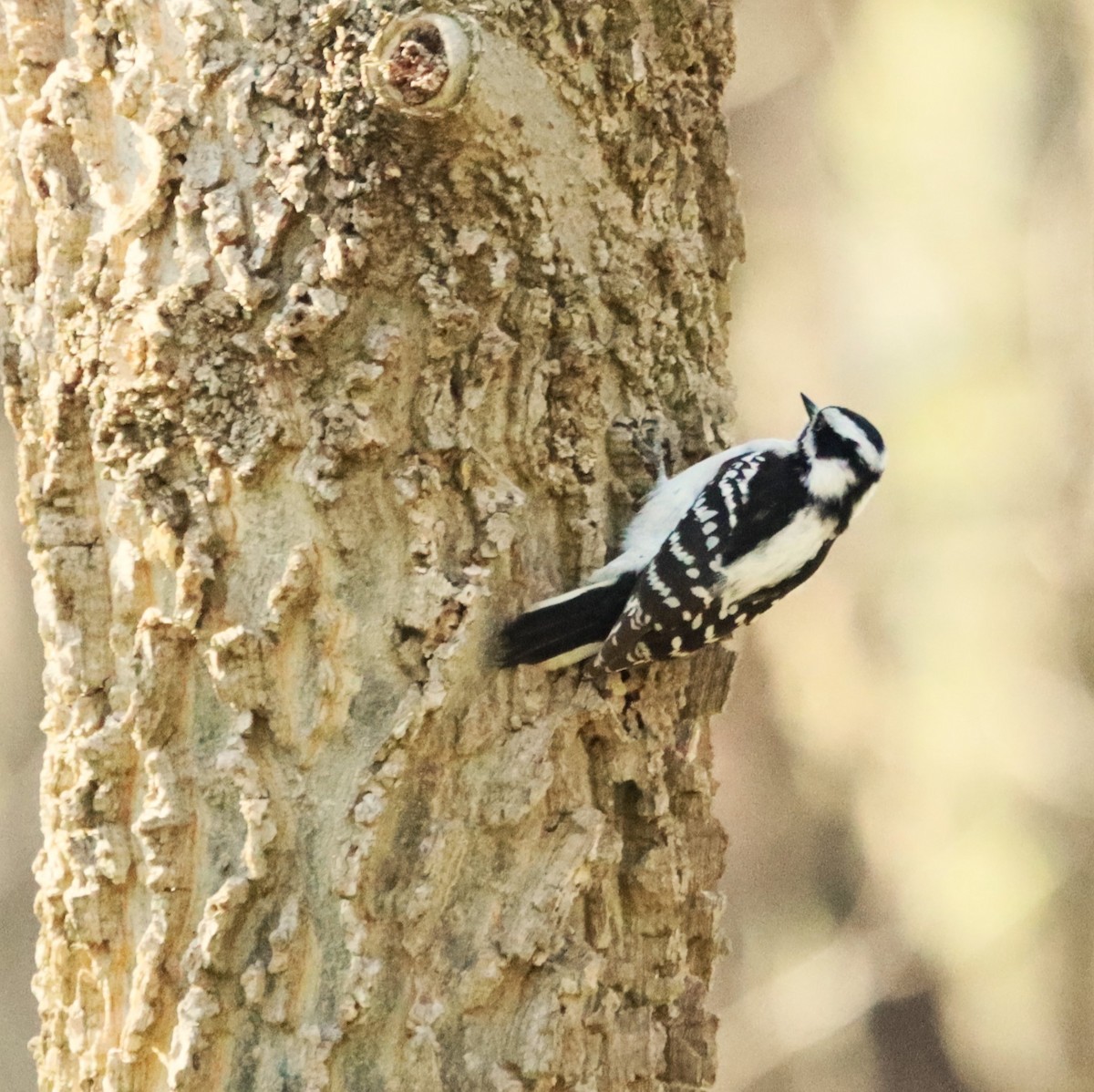 Downy Woodpecker - ML617635229