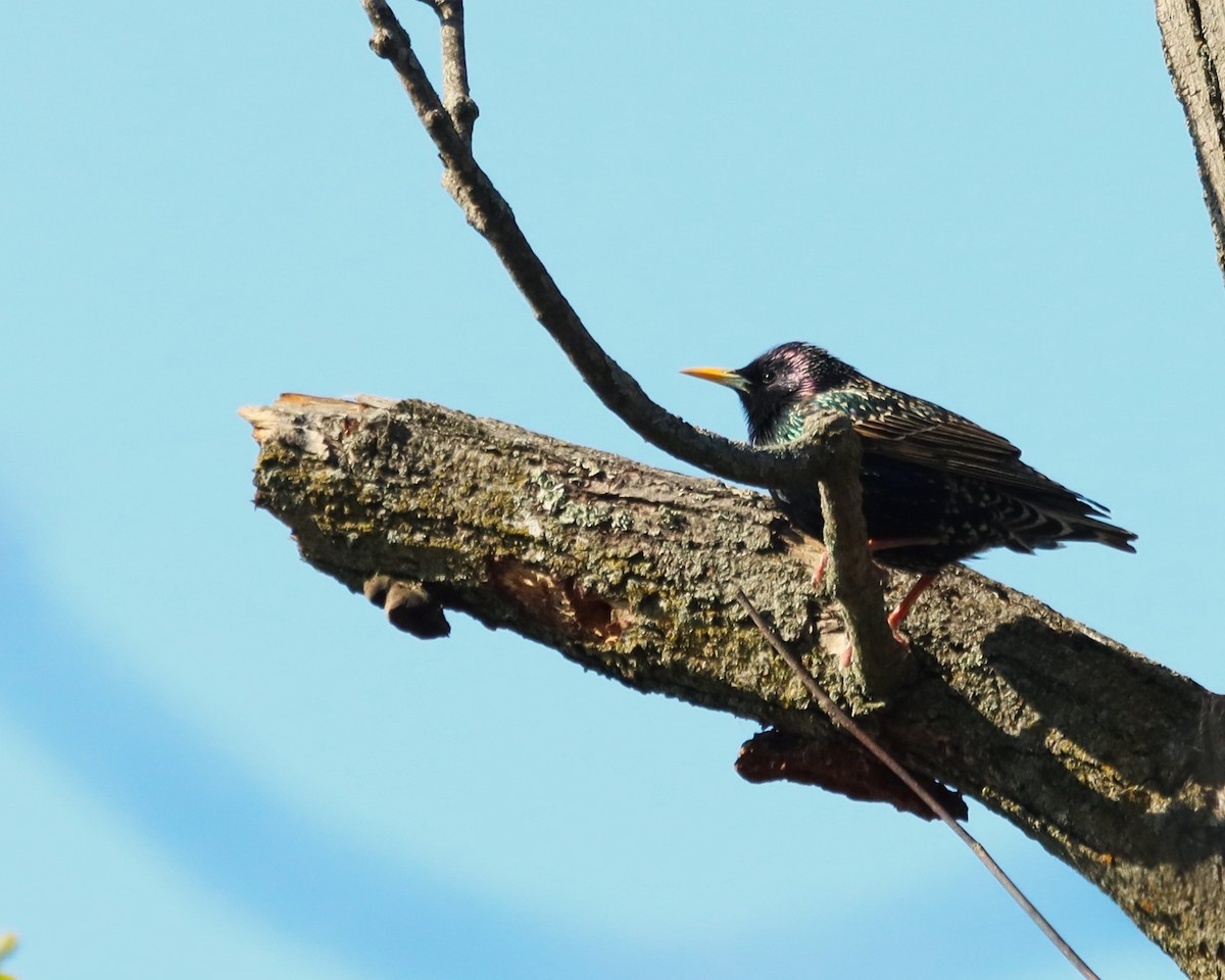 European Starling - ML617635242