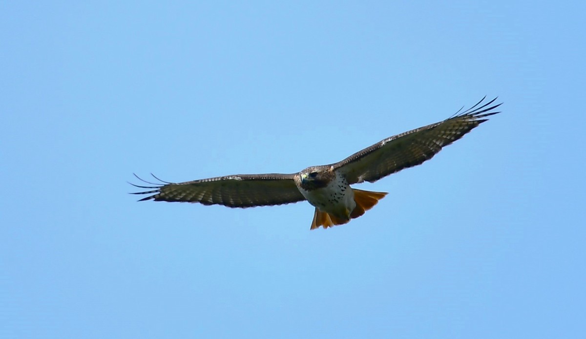 Red-tailed Hawk - MJ Heatherington
