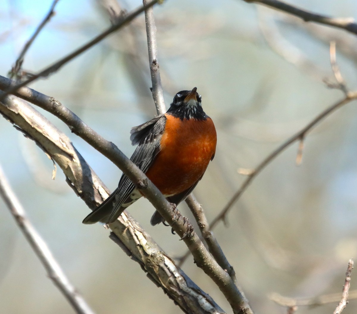 American Robin - ML617635254