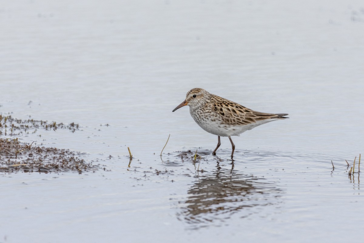 Weißbürzel-Strandläufer - ML617635270