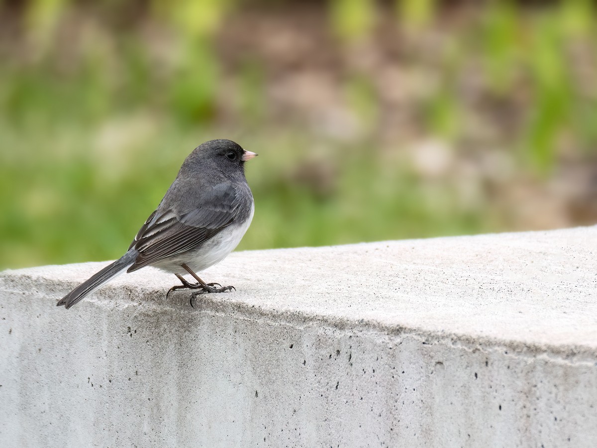 Dark-eyed Junco - ML617635295