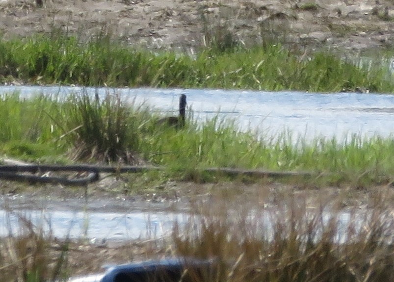 Glossy Ibis - ML617635320