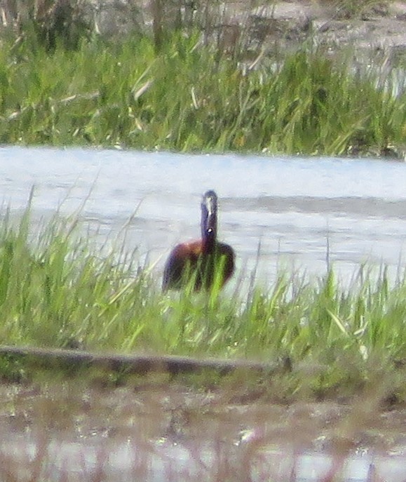 Glossy Ibis - ML617635322