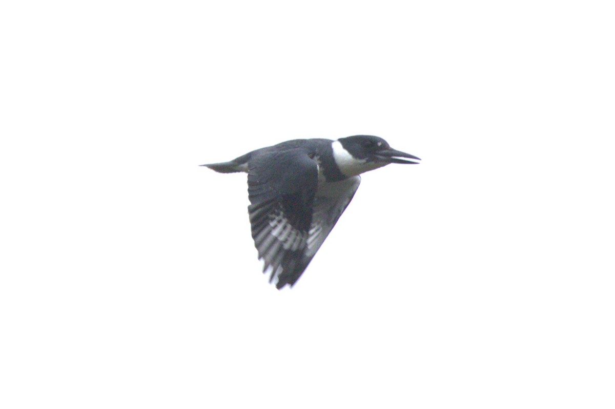 Belted Kingfisher - ML617635349