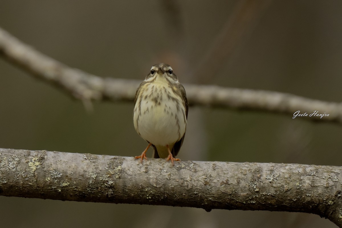 Louisiana Waterthrush - ML617635373