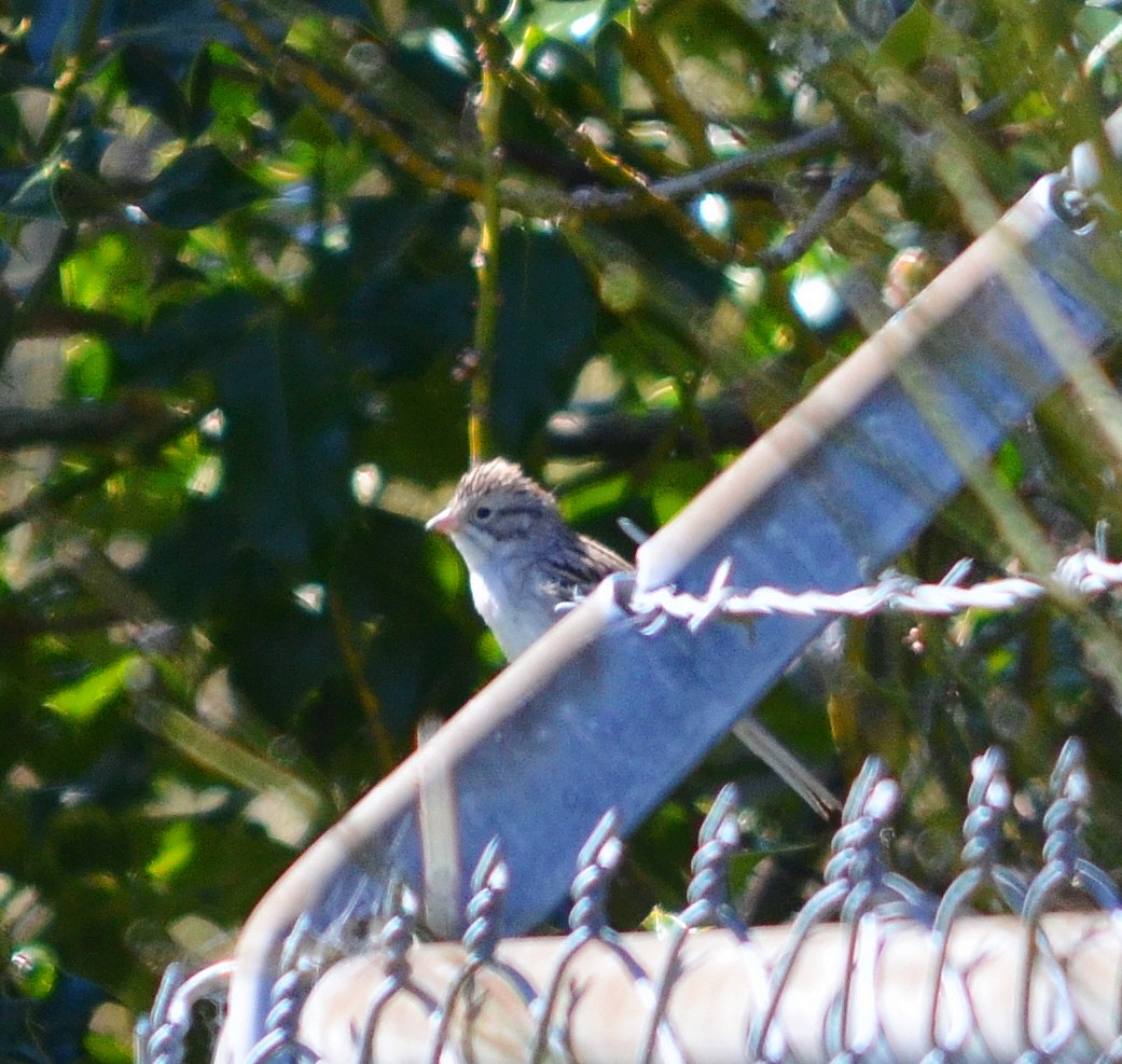 Brewer's Sparrow - John Ritchie