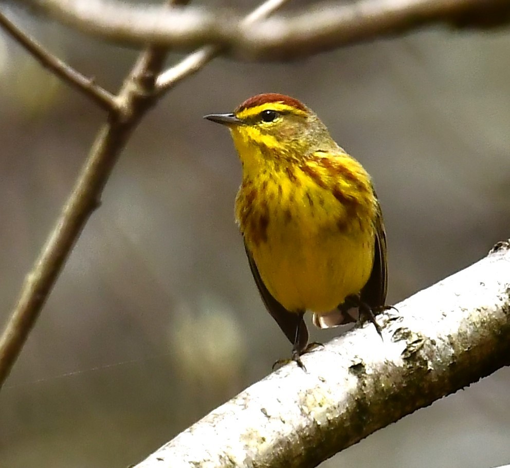 Palm Warbler - ML617635391