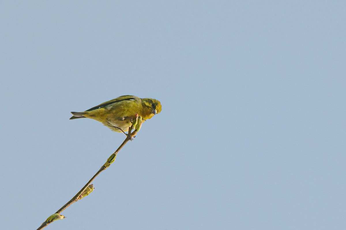 Tibetan Serin - ML617635406