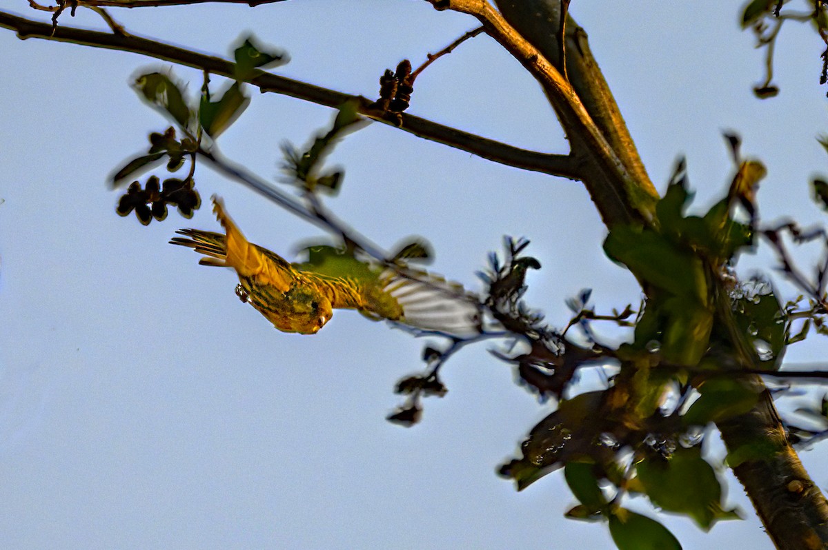 Tibetan Serin - ML617635407