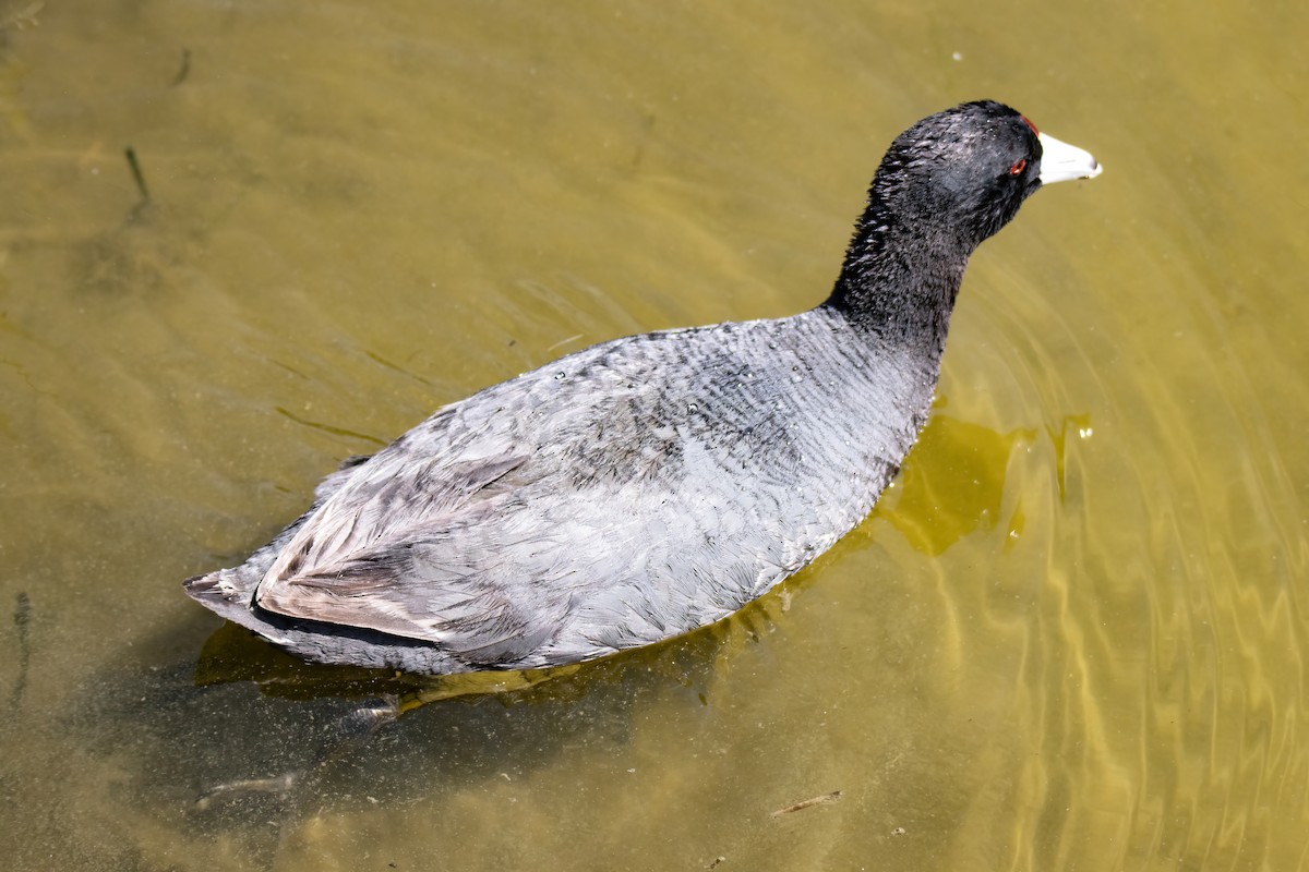 American Coot - ML617635484