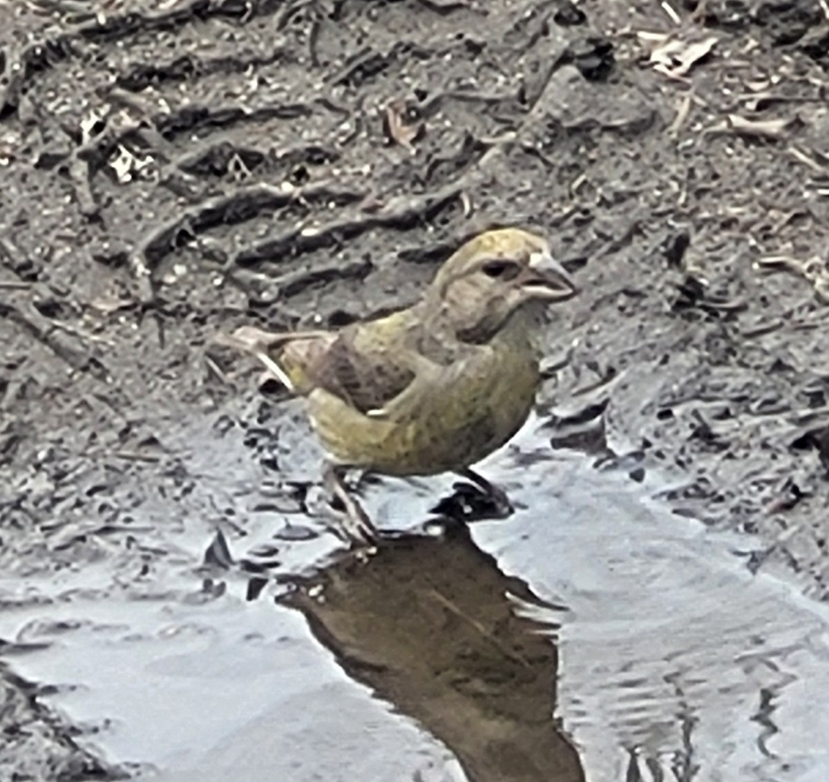 Red Crossbill - ML617635547