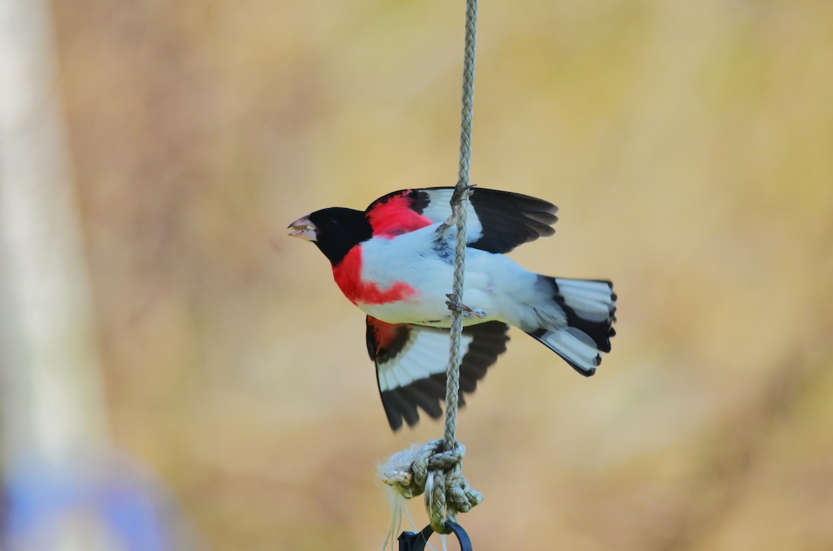 Rose-breasted Grosbeak - ML617635548